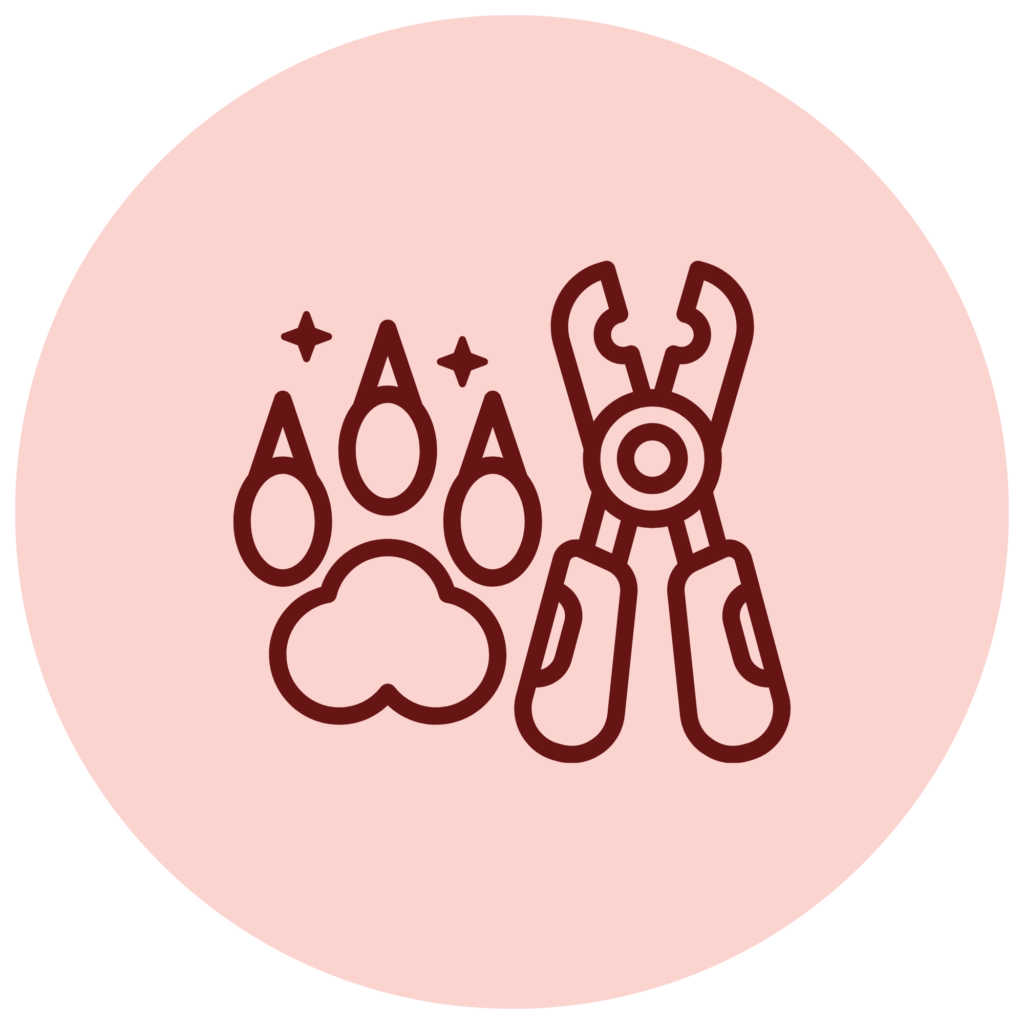 Coupe de griffe professionnelle chez Vet & Cie