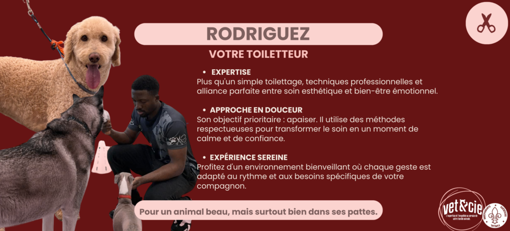 Santé de la peau : Utilisation de shampoings hypoallergéniques adaptés au type de poil.

Sécurité avant tout : Le vaccin Bordetella est fortement recommandé pour protéger tous nos pensionnaires.

Soin sur mesure : Du toilettage pour chiot (première séance) aux soins pour grands chiens, nous couvrons tous les besoins.