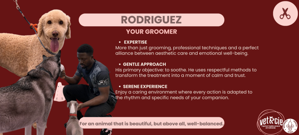 Wellness Grooming & Health

Skin Health: We use hypoallergenic shampoos specifically adapted to your pet’s coat and skin type.


Safety First: The Bordetella vaccine is strongly recommended to protect all our guests during their visit.


Tailored Care: From puppy grooming (first session) to specialized care for large breeds, we cover all your pet's needs.