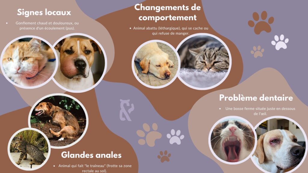 <Signes et symptômes d'un abcès chez le chien et le chat : gonflements, douleur locale et changements de comportement.