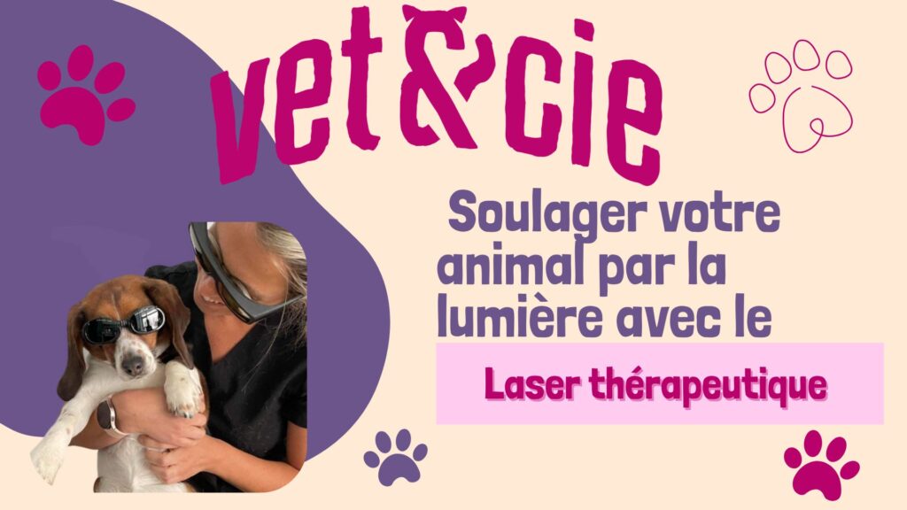 Séance de laser thérapeutique vétérinaire Vet & Cie pour soulager la douleur et l'inflammation chez le chien.