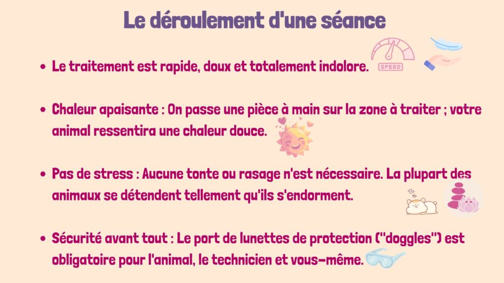 Déroulement d'une séance de laser thérapeutique à l'Hôpital vétérinaire Vet & Cie de Brossard : traitement indolore et apaisant pour animaux.
