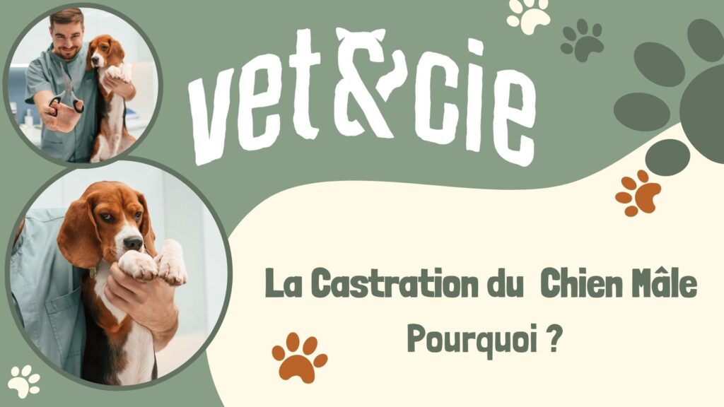 Infographie sur les bénéfices de la castration du chien mâle pour la santé et le comportement.