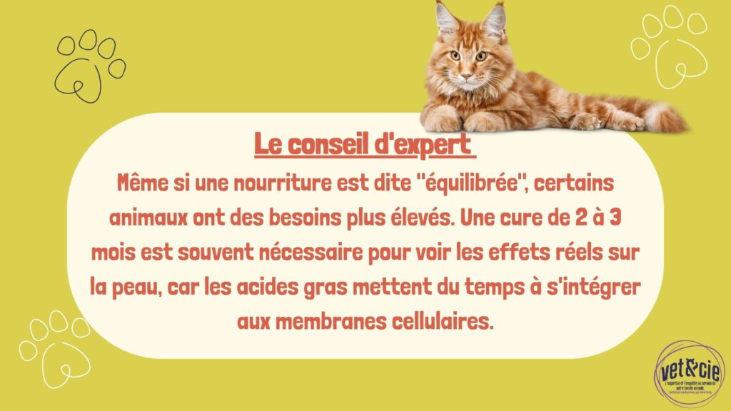 Conseil d'expert vétérinaire sur la cure d'Oméga-3 pour chat : importance d'une durée de 2 à 3 mois pour des résultats visibles sur la peau.
