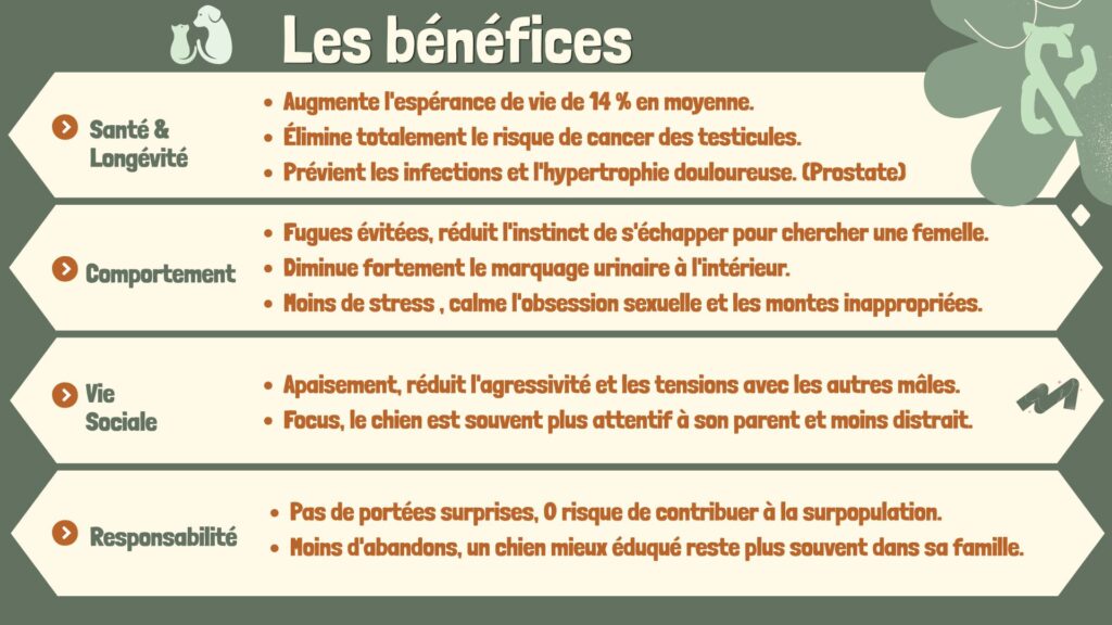 Infographie listant les bénéfices de la stérilisation des animaux de compagnie sur la santé, la longévité, le comportement et le budget de la famille.