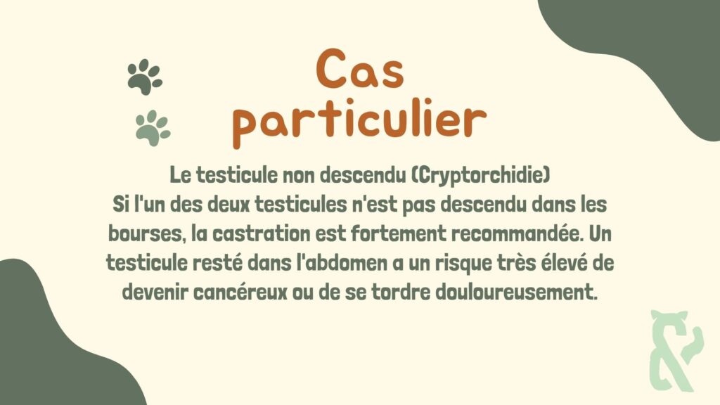 Infographie explicative sur le cas particulier de la cryptorchidie chez l'animal (testicule non descendu) et l'importance de la castration.