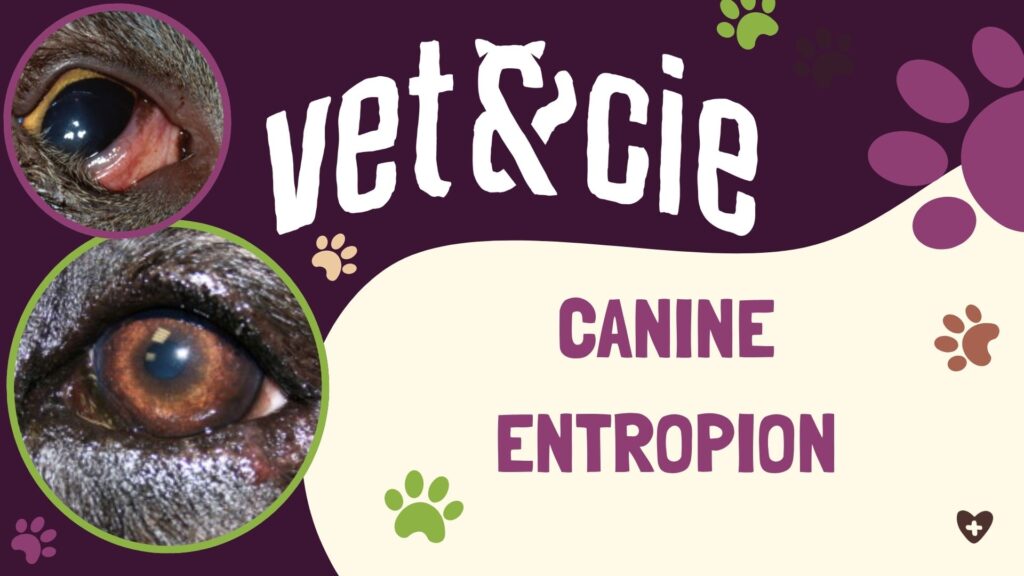 Canine entropion